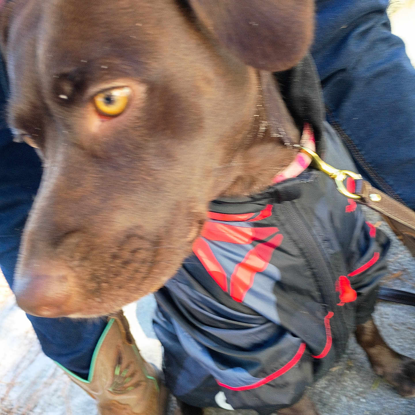 Browniee is registered to the contest to win money with this photo: animal, black_jacket, blurred, boots, brown_dog, canine, close_up, collar, dog, fur, jacket, jeans, leash, outdoor, person, pet, red_detail, stone_surface, walking, yellow_eye