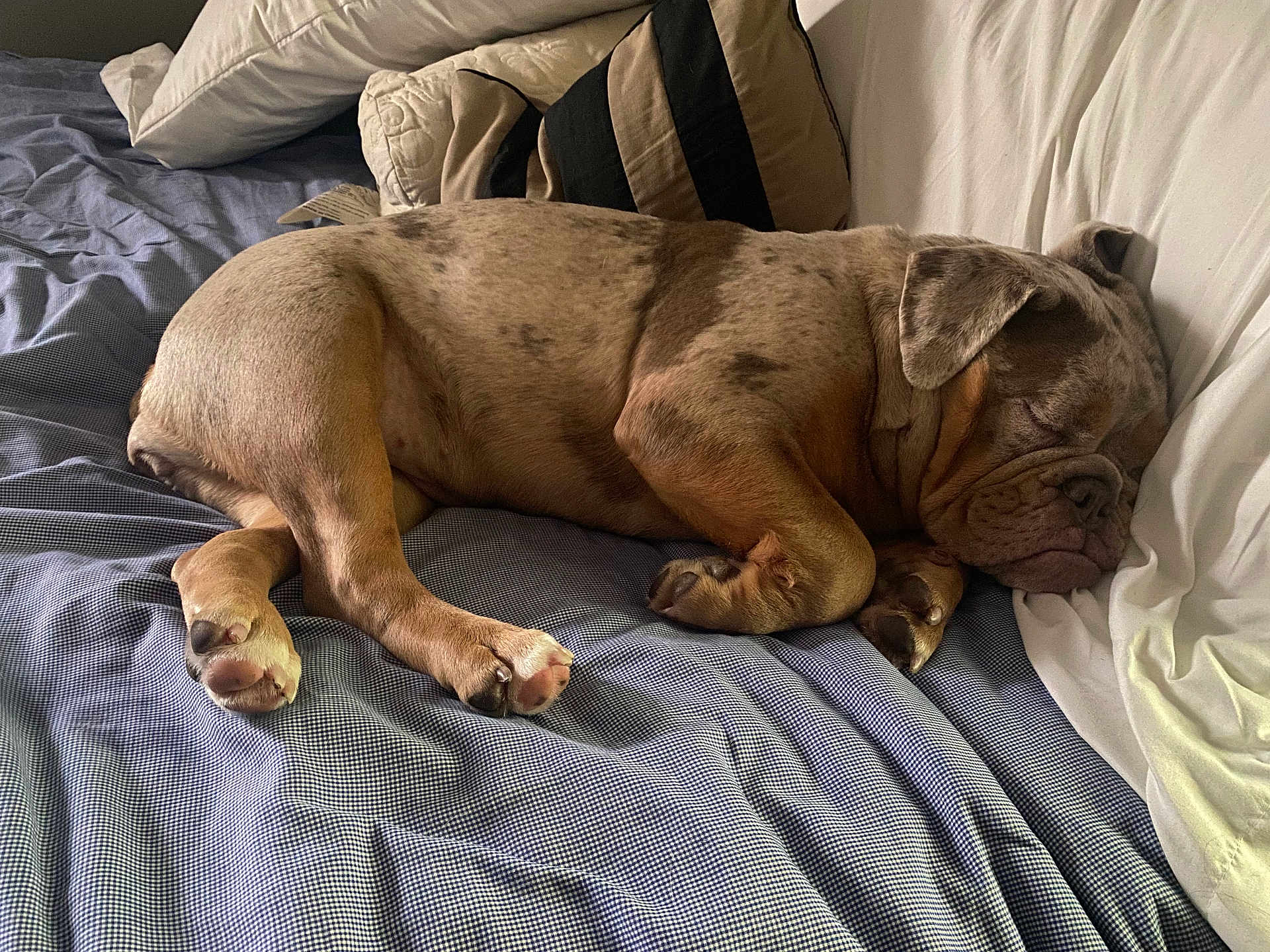 Ivy is registered to the contest to win money with this photo: dog, sleeping, bed, pillow, blanket, indoor, resting, canine, pet, fur, napping, cozy, comfort, animal, domestic, relaxation, side_view, brown, spotted, paw