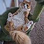 cat, orange_cat, white_fur, fluffy_tail, cat_tree, indoor, relaxed, pet, feline, paws_up, curious, wide_eyes, fur, home, carpet, lounging, cute, animal, mammal, resting