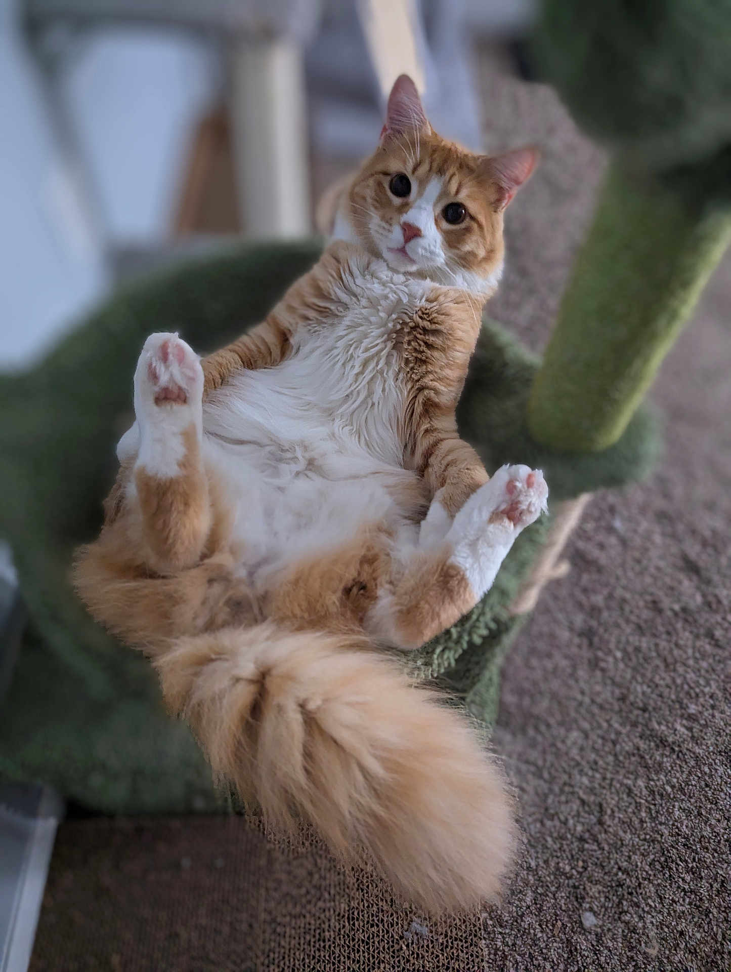 Bruno is registered to the contest to win money with this photo: cat, orange_cat, white_fur, fluffy_tail, cat_tree, indoor, relaxed, pet, feline, paws_up, curious, wide_eyes, fur, home, carpet, lounging, cute, animal, mammal, resting