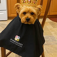 Maddie is registered to the contest to win money with this photo: dog, small_dog, crown, chair, cape, logo, indoor, kitchen, wooden_chair, floor_tiles, fur, pet, animal, brown_fur, portrait, seated, looking_at_camera, cute, decor, household