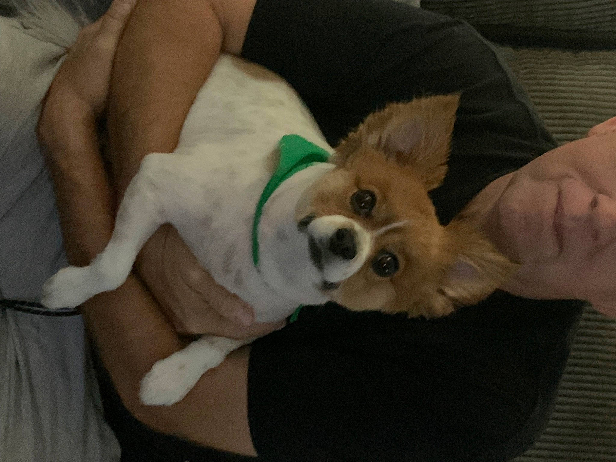 Moxley joined the competition — help win amazing prizes! carnivore, comfort, companion_dog, couch, dog, dog_breed, ear, elbow, fawn, fur, gesture, lap, non_sporting_group, paw, plush, puppy_love, stuffed_toy, tail, toy_dog, working_animal