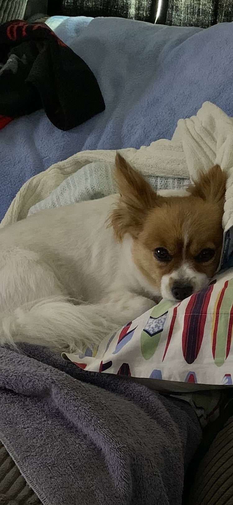 Moxley joined the competition — help win amazing prizes! canidae, carnivore, chihuahua, comfort, companion_dog, corgi_chihuahua, dog, dog_breed, dog_supply, fawn, felidae, fur, linens, nap, pet_supply, snout, sporting_group, toy_dog, whiskers, working_animal