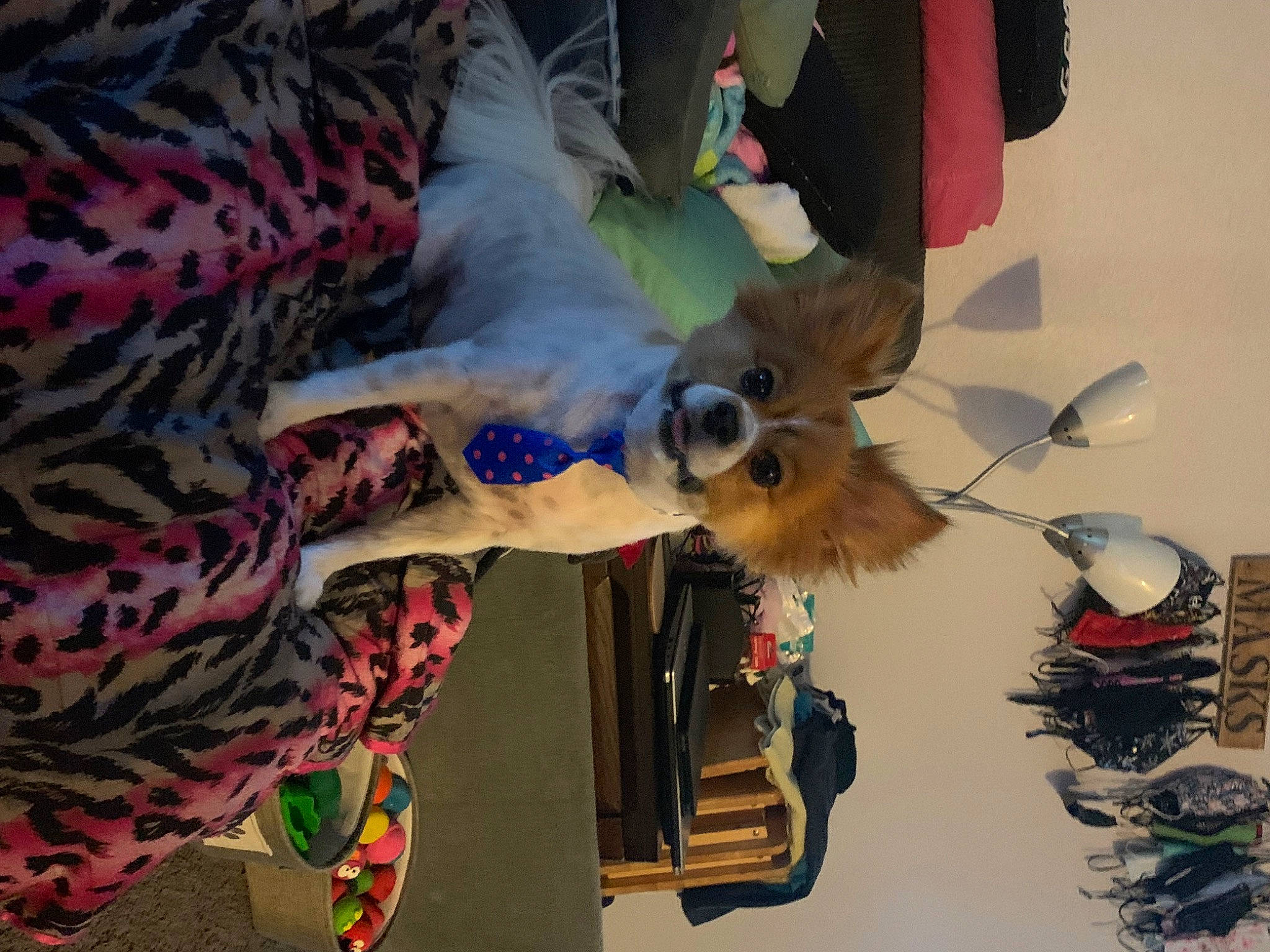 Moxley joined the competition — help win amazing prizes! canidae, carnivore, companion_dog, dog, dog_breed, event, eyewear, fashion_design, fawn, fun, fur, hat, linens, plant, room, sporting_group, sunglasses, textile, toy, tree