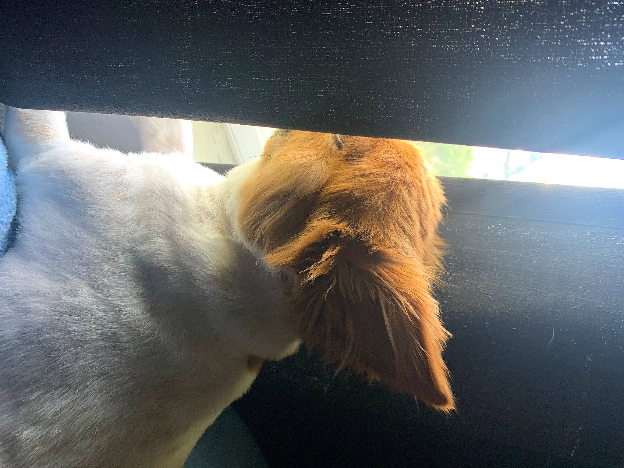 Moxley joined the competition — help win amazing prizes! canidae, carnivore, cat, claw, comfort, companion_dog, dog, dog_breed, fawn, felidae, fur, human_leg, paw, small_to_medium_sized_cats, sporting_group, tail, terrestrial_animal, whiskers, window, wood