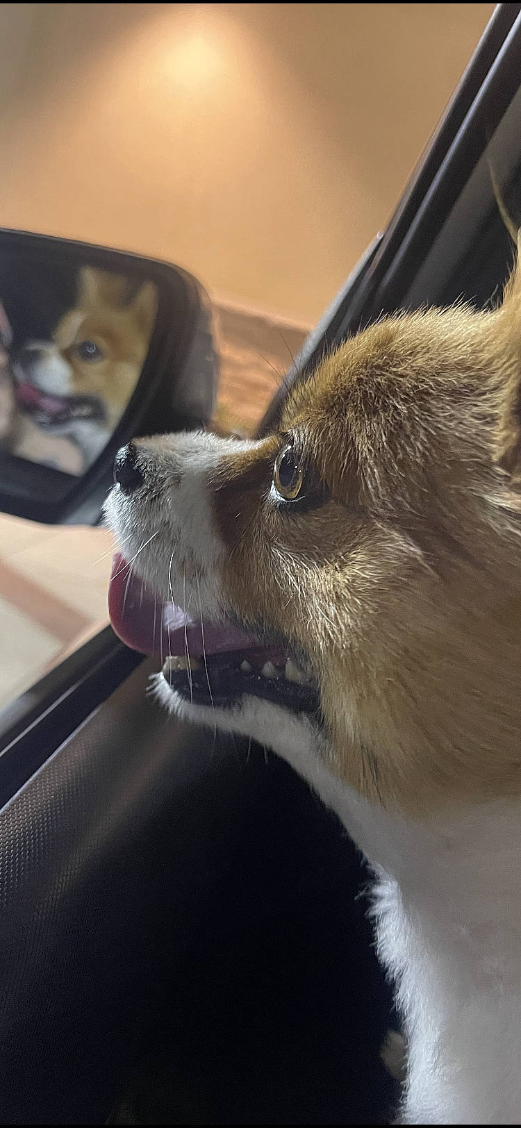 Moxley is registered to the contest to win money with this photo: canidae, carnivore, claw, collar, comfort, companion_dog, dog, dog_breed, eyelash, eyewear, fawn, foot, fur, hood, sporting_group, terrestrial_animal, whiskers, windshield, wood, working_animal