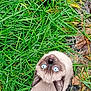 cat, siamese_cat, blue_eyes, grass, greenery, wet_grass, outdoor, nature, leaf, pet, animal, looking_up, curious, fur, close_up, daylight, mammal, whiskers, ears, ground