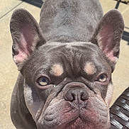 Enzo is registered to the contest to win money with this photo: dog, french_bulldog, pet, animal, close_up, ears, outdoor, sunlight, shadow, patio, curious, looking_up, face, fur, snout, nose, wrinkles, expression, chair, woven
