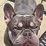 dog, french_bulldog, pet, animal, close_up, ears, outdoor, sunlight, shadow, patio, curious, looking_up, face, fur, snout, nose, wrinkles, expression, chair, woven