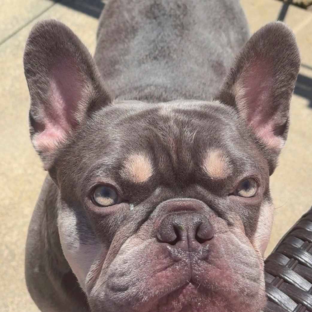 Enzo