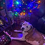 dog, christmas_tree, holiday_lights, decorations, living_room, floor, gift_bags, festive, relaxed, brown_and_white_dog, furniture, couch, indoors, holiday_season, ornaments, colorful_lights, wooden_floor, pet, seasonal, celebration