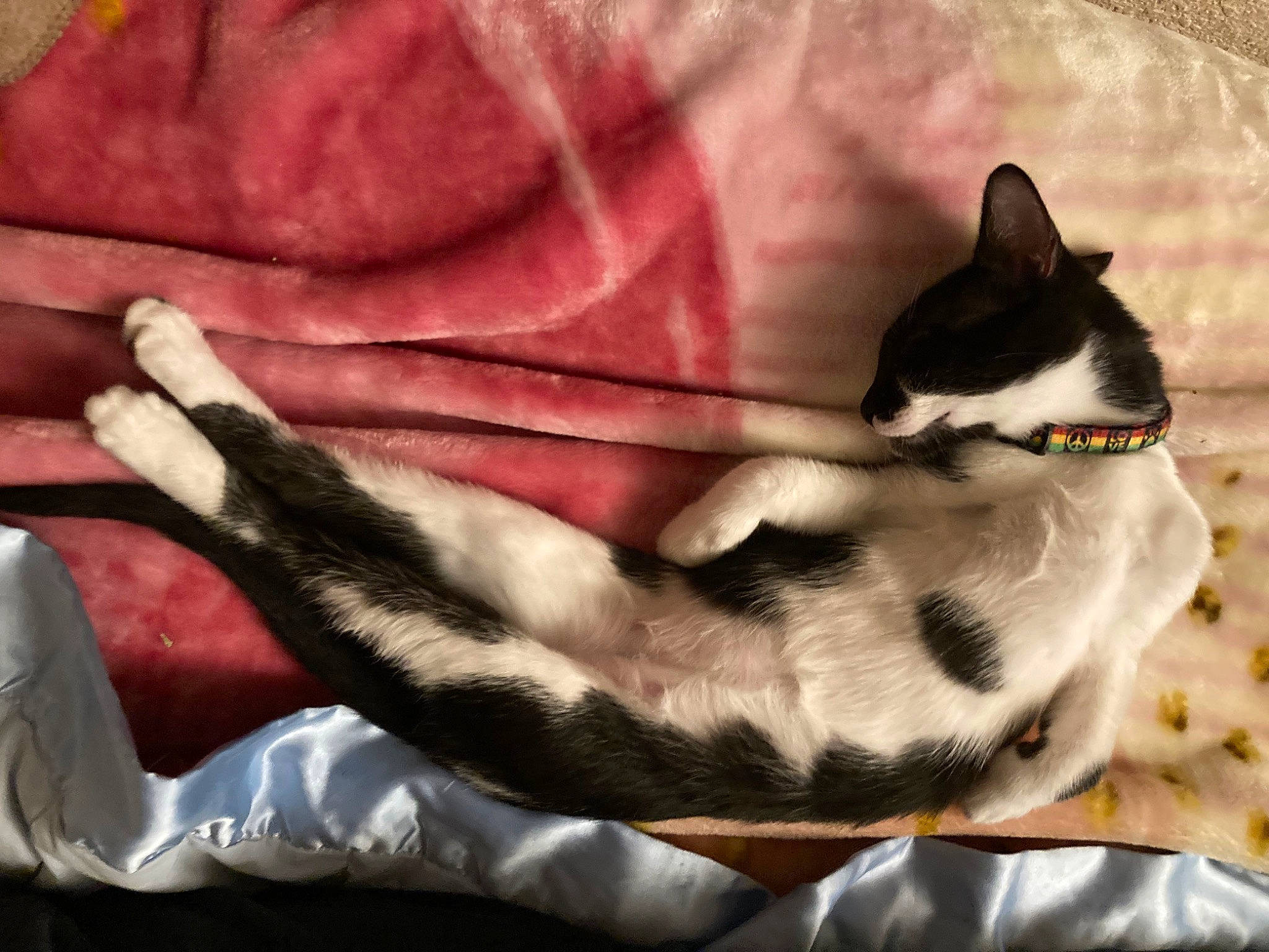 Indie is registered to the contest to win money with this photo: canidae, carmine, carnivore, cat, claw, comfort, domestic_short_haired_cat, felidae, fur, human_leg, lap, linens, mammal, paw, sitting, small_to_medium_sized_cats, snout, tail, tree, whiskers