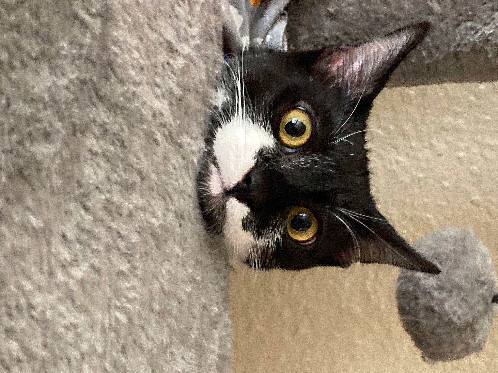 Indie joined the competition — help win amazing prizes! art, black_cat, carnivore, cat, claw, close_up, domestic_short_haired_cat, ear, eye, felidae, fur, head, paw, small_to_medium_sized_cats, tail, terrestrial_animal, whiskers, window