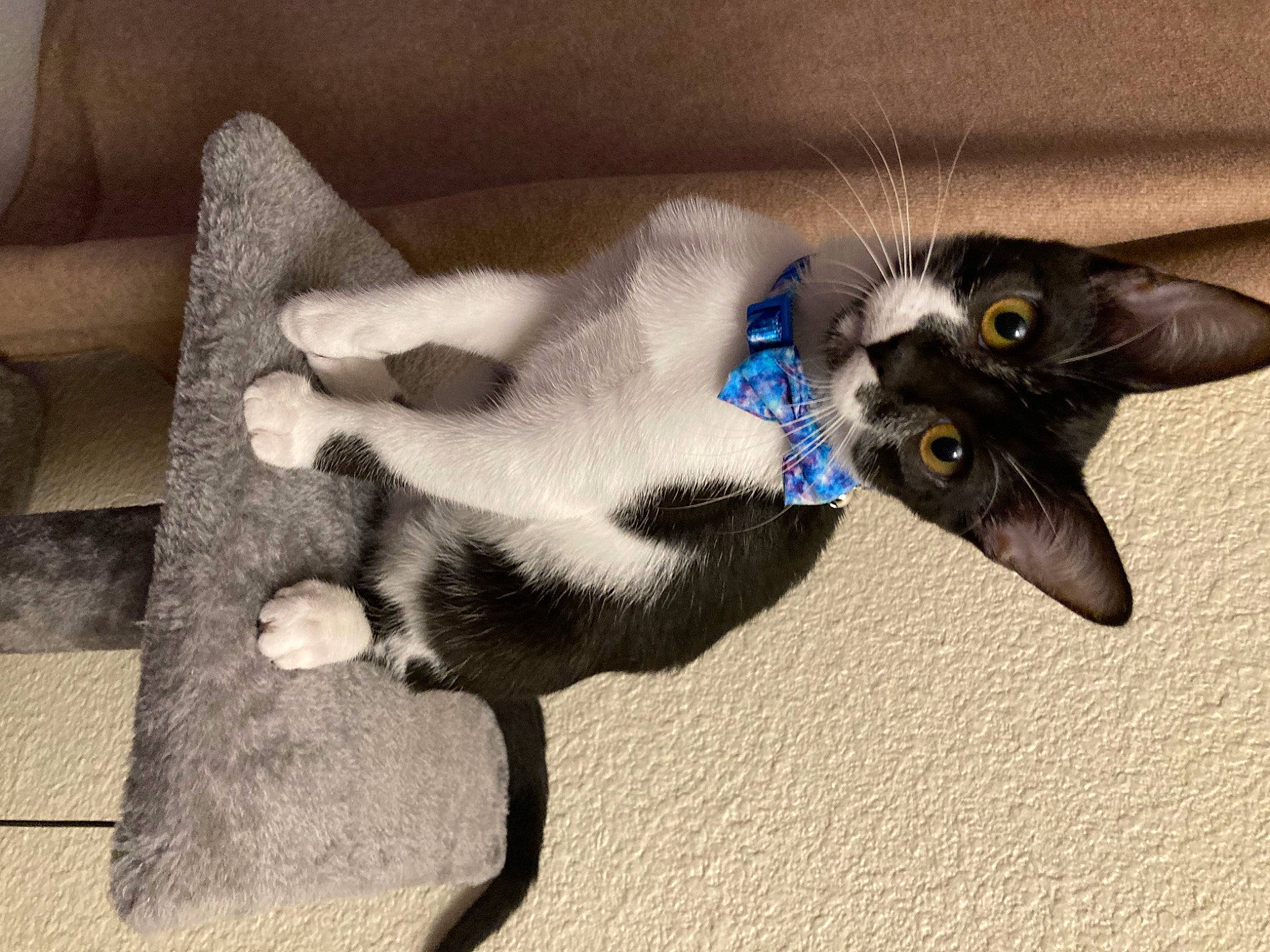 Indie joined the competition — help win amazing prizes! carnivore, cat, claw, comfort, couch, dog_breed, domestic_short_haired_cat, electric_blue, fang, fawn, felidae, fur, natural_material, paw, russian_blue, small_to_medium_sized_cats, tail, terrestrial_animal, thai, whiskers