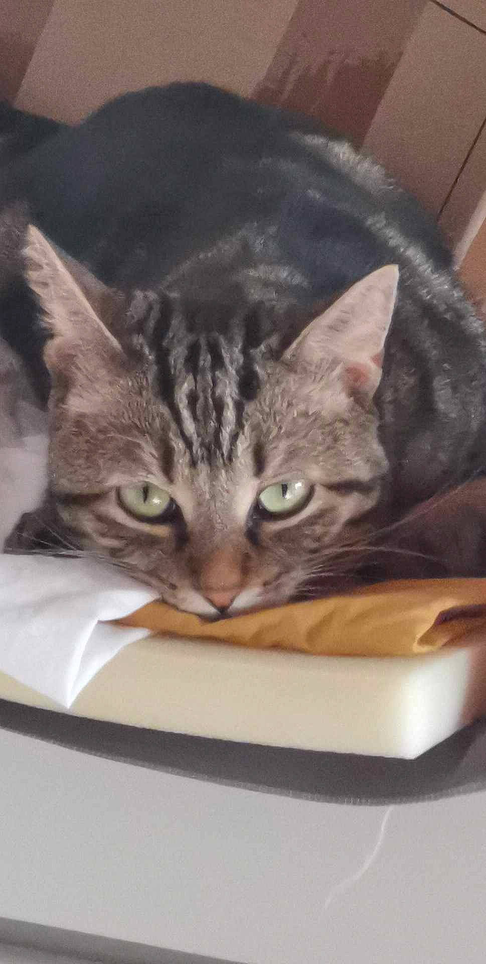 Doudoune participe au concours pour gagner de l'argent avec cette photo : box, cardboard, carnivore, cat, cat_supply, comfort, domestic_short_haired_cat, ear, eye, felidae, fur, packaging_and_labeling, paw, photo_caption, small_to_medium_sized_cats, snout, tree, whiskers, wildlife, window