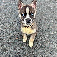 Volka a rejoint le concours — aidez-le/la à gagner de superbes lots ! accessories, alloywheel, animal, canine, car, carwheel, clothing, dog, footwear, husky, leash, machine, pet, puppy, shoe, sneaker, spoke, strap, tire, whitedog