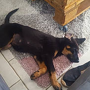 Naya a rejoint le concours — aidez-le/la à gagner de superbes lots ! black_and_tan_terrier, canidae, carnivore, dog, dog_breed, english_toy_terrier, german_pinscher, guard_dog, huntaway, jagdterrier, mammal, manchester_terrier, miniature_pinscher, pinscher, prazsky_krysarik, snout, toy_manchester_terrier, transylvanian_hound, vertebrate