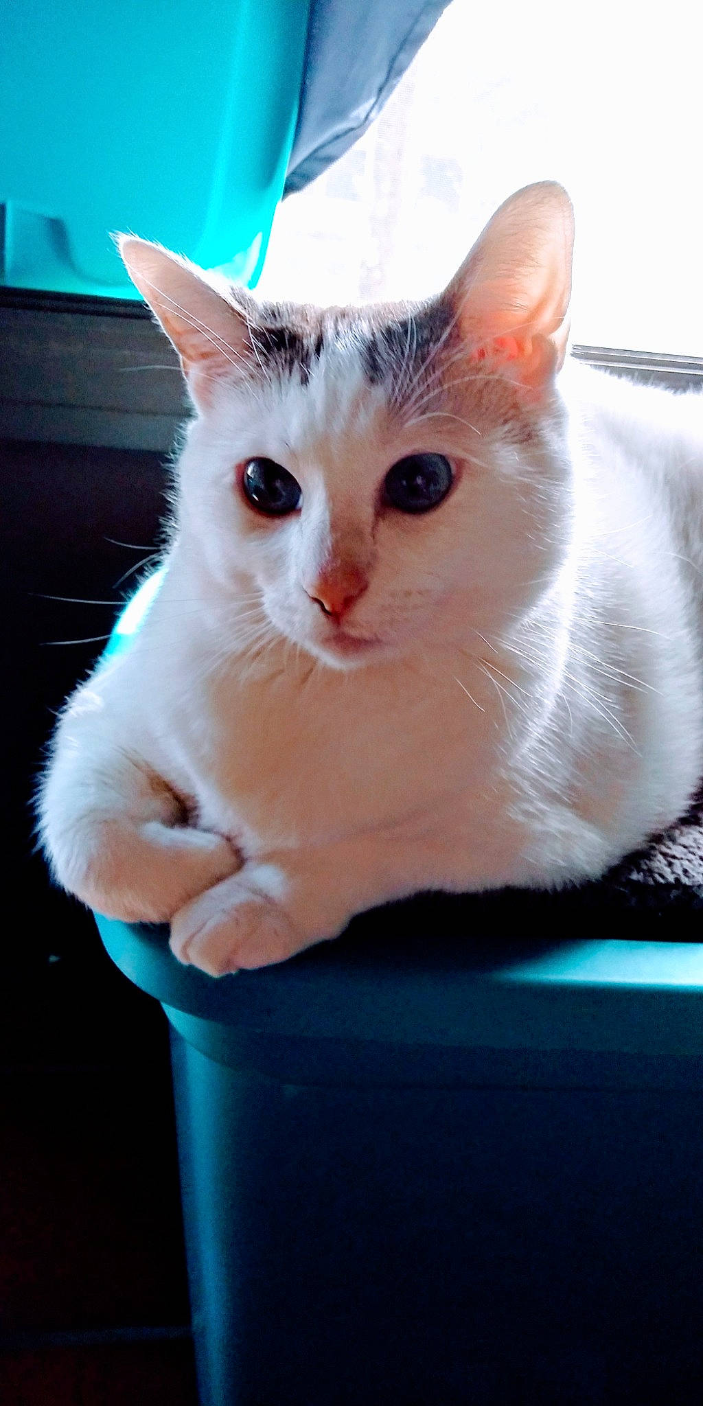 Lucy is registered to the contest to win money with this photo: aegean_cat, american_wirehair, asian, burmilla, carnivore, cat, colorpoint_shorthair, domestic_short_haired_cat, felidae, japanese_bobtail, javanese, khao_manee, kitten, mammal, ojos_azules, small_to_medium_sized_cats, turkish_angora, turkish_van, vertebrate, whiskers