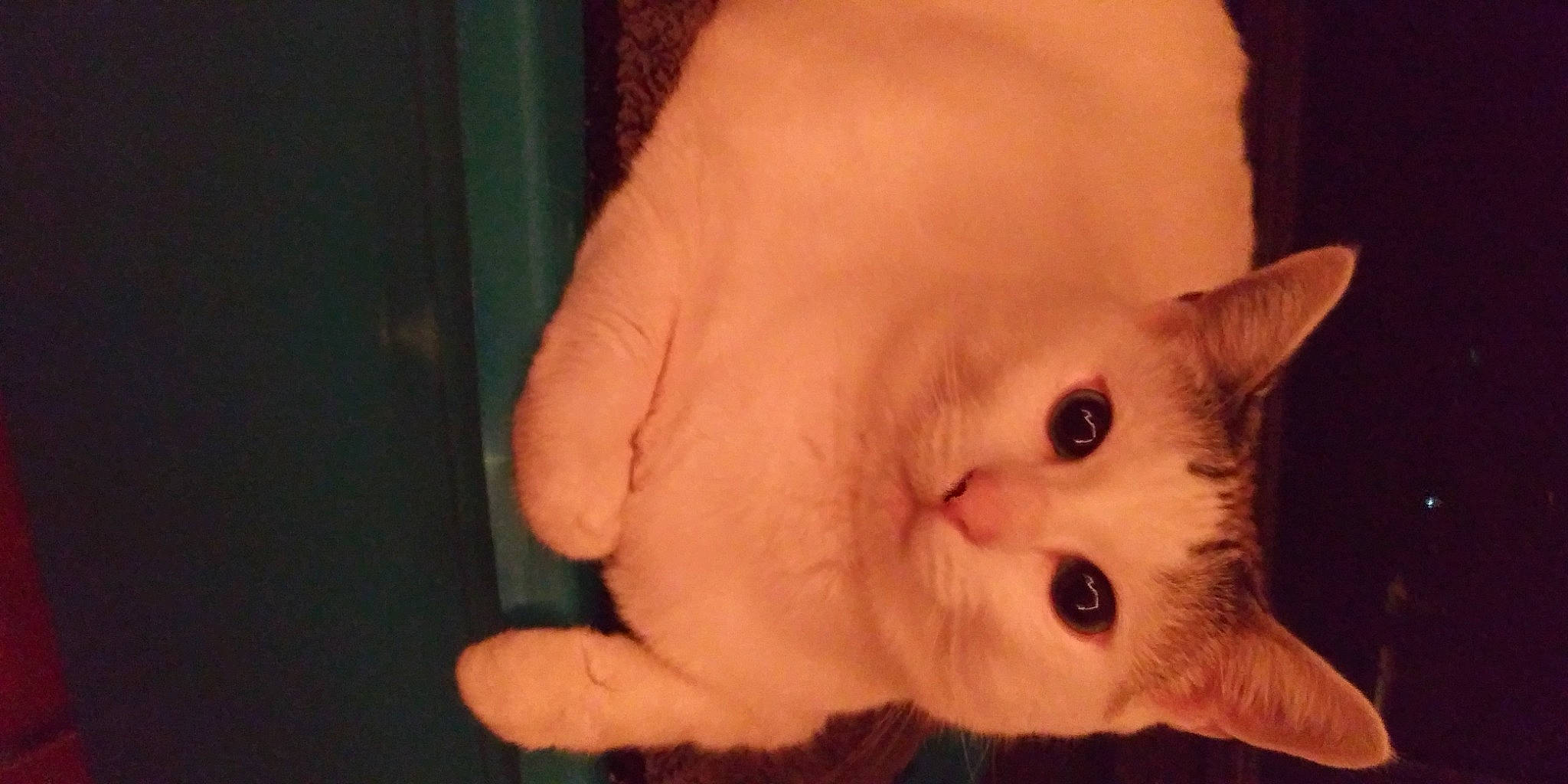 Lucy joined the competition — help win amazing prizes! carnivore, cat, felidae, fur, khao_manee, kitten, skin, small_to_medium_sized_cats, turkish_angora, whiskers