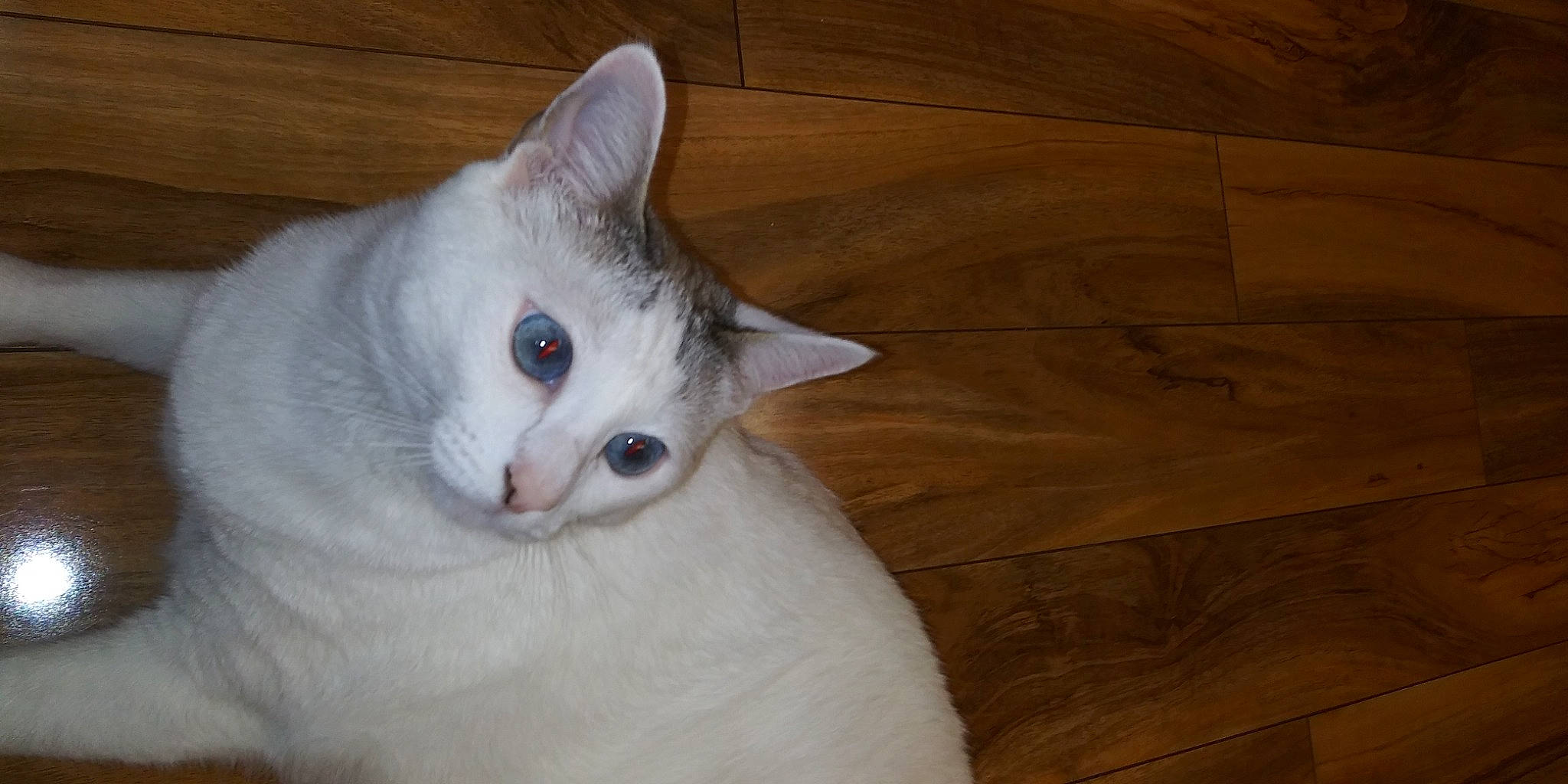 Lucy joined the competition — help win amazing prizes! beige, brown, carnivore, cat, felidae, floor, flooring, hardwood, iris, laminate_flooring, small_to_medium_sized_cats, snout, tan, turkish_angora, vertebrate, whiskers, white, wood, wood_flooring, wood_stain