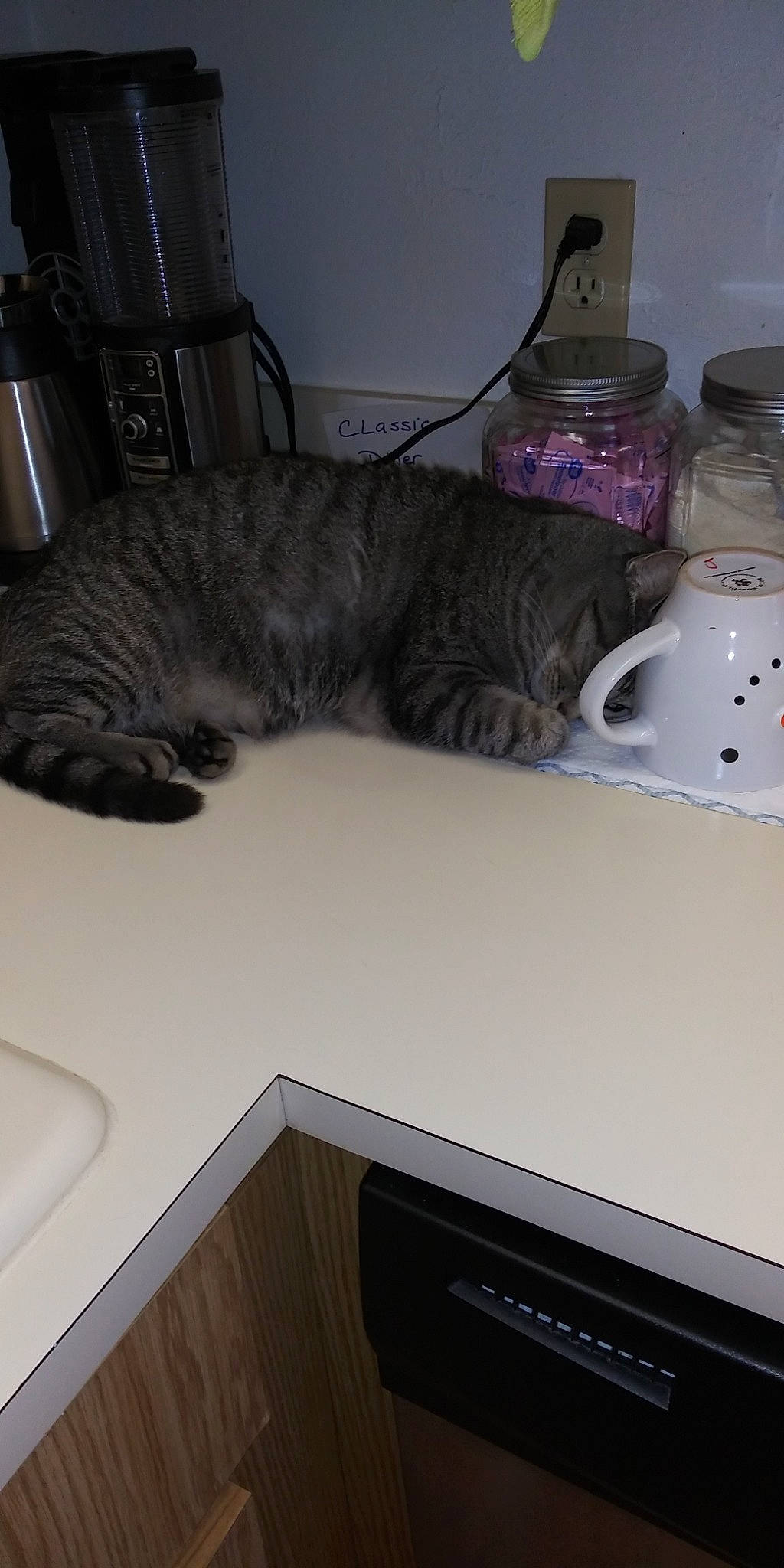 Chloe joined the competition — help win amazing prizes! american_shorthair, carnivore, cat, domestic_short_haired_cat, european_shorthair, felidae, fur, home_appliance, kitten, refrigerator, room, sink, small_to_medium_sized_cats, tail, whiskers