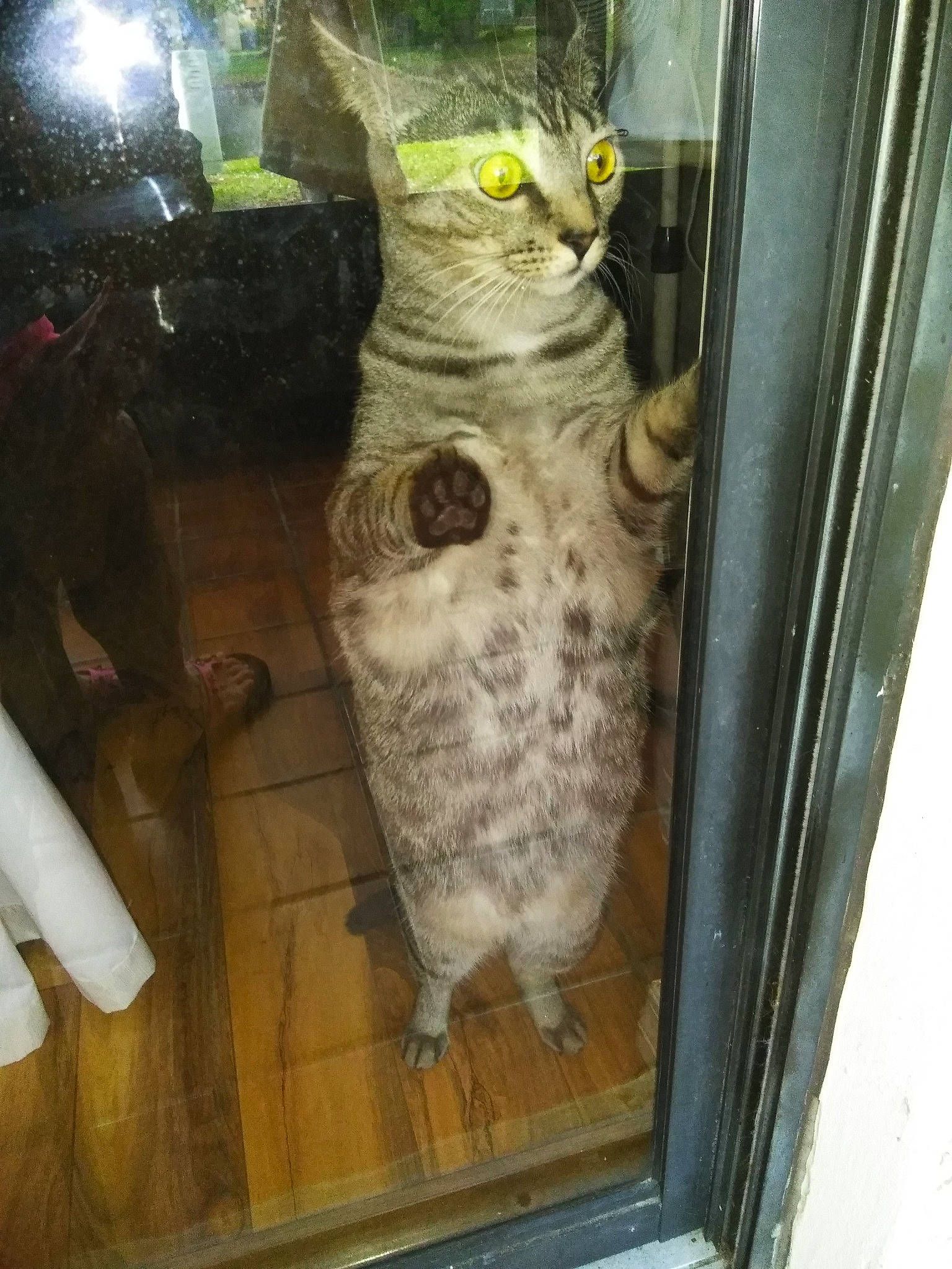 Chloe joined the competition — help win amazing prizes! animal_shelter, carnivore, cat, domestic_short_haired_cat, door, felidae, flooring, fur, human_leg, light, small_to_medium_sized_cats, snout, tail, terrestrial_animal, whiskers, wildlife, wood