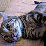 Ace is registered to the contest to win money with this photo: cat, tabby, pet, indoor, close_up, feline, collar, whiskers, bed, blanket, texture, curious, green_eyes, lying_down, fur, animal, domestic, relaxed, soft_light, cozy