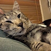 Ace is registered to the contest to win money with this photo: cat, tabby, closeup, indoor, pet, relaxed, person, home, window_blinds, feline, whiskers, fur, sleepy, cozy, domestic_animal, animal, mammal, companion, blurred_background, resting