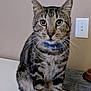 Ace is registered to the contest to win money with this photo: cat, tabby, collar, pet, indoor, animal, feline, whiskers, ears, eyes, sitting, curious, domestic, fur, striped, face, paws, household, light_switch, background