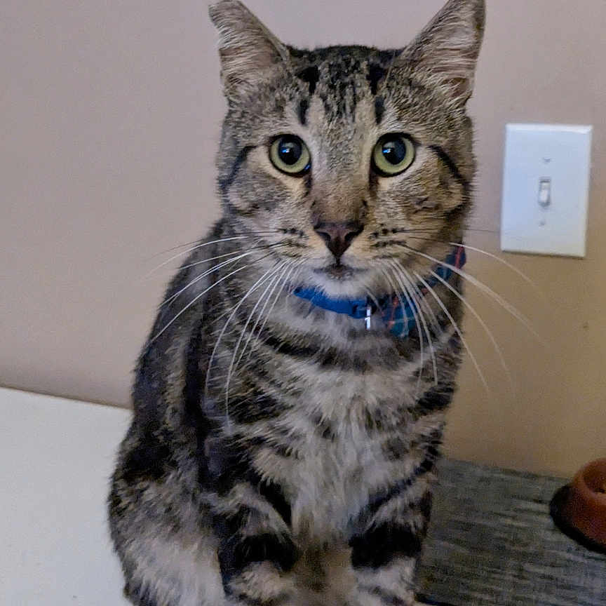 Ace is registered to the contest to win money with this photo: animal, background, cat, collar, curious, domestic, ears, eyes, face, feline, fur, household, indoor, light_switch, paws, pet, sitting, striped, tabby, whiskers