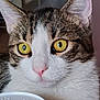 éclypse participe au concours pour gagner de l'argent avec cette photo : alert, animal, brown_fur, cat, close_up, curious, domestic_cat, face, feline, fur, indoor, mammal, pet, pink_nose, portrait, striped, tabby, whiskers, white_fur, yellow_eyes