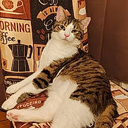 éclypse a rejoint le concours — aidez-le/la à gagner de superbes lots ! animal, cat, chair, coffee_theme, cozy, cute, ears, fabric, feline, indoor, looking_at_camera, pet, pink_nose, relaxed, sitting, striped, tabby_cat, tail, white_fur, wooden_floor