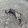 Baci participe au concours pour gagner de l'argent avec cette photo : dog, canine, brown_and_black, lying_down, belly_up, playful, goofy, outdoor, backyard, dirt, dry_grass, leaves, twigs, paws, pet, animal, garden, ground, resting, humorous
