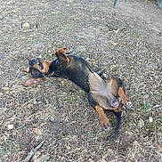 Baci participe au concours pour gagner de l'argent avec cette photo : dog, canine, brown_and_black, lying_down, belly_up, playful, goofy, outdoor, backyard, dirt, dry_grass, leaves, twigs, paws, pet, animal, garden, ground, resting, humorous
