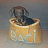 Baci participe au concours pour gagner de l'argent avec cette photo : puppy, dog, pet, animal, portrait, sitting, basket, woven_basket, brown_fur, black_fur, floppy_ears, blue_eyes, wide_eyes, indoor, floor, cute, adorable, camera_gaze, small_dog, woven_texture