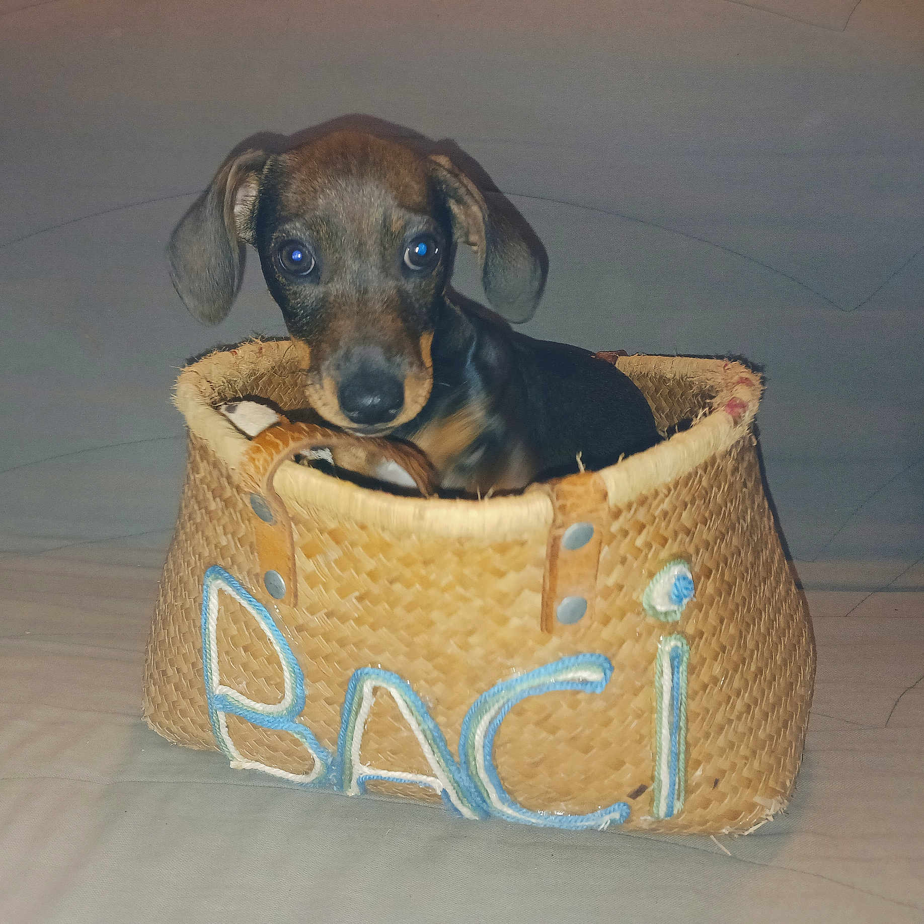 Baci participe au concours pour gagner de l'argent avec cette photo : puppy, dog, pet, animal, portrait, sitting, basket, woven_basket, brown_fur, black_fur, floppy_ears, blue_eyes, wide_eyes, indoor, floor, cute, adorable, camera_gaze, small_dog, woven_texture