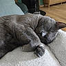 Ulysse participe au concours pour gagner de l'argent avec cette photo : cat, sleeping, gray_cat, feline, pet, cozy, blanket, fur, indoor, rest, cute, domestic_animal, paw, relaxation, home, living_room, soft, animal, mammal, peaceful