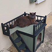 Ulysse a rejoint le concours — aidez-le/la à gagner de superbes lots ! cat, gray_cat, pet, animal, wooden_house, miniature_house, stairs, outdoor, flower_pot, pink_flowers, window, green_shutters, wall, concrete, relaxed, resting, daylight, quiet, cozy, home