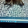 cat, gray_cat, bedspread, leaf_pattern, computer_screen, laptop_keyboard, sony_laptop, indoor, pet, animal, resting, lying_down, technology, digital_photo, screen_reflection, photo_on_screen, keyboard_keys, f_keys, monitor_display, casual