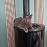 Ulysse participe au concours pour gagner de l'argent avec cette photo : cat, gray_cat, pet, animal, stove, black_stove, indoor, feline, relaxed, lounging, wooden_slats, green_wall, domestic_animal, household, cozy, resting, fur, ears, whiskers, eyes