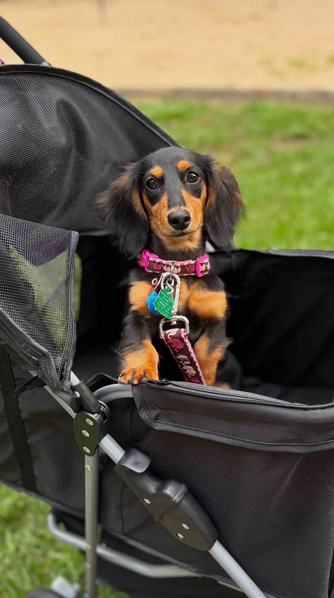 Macie