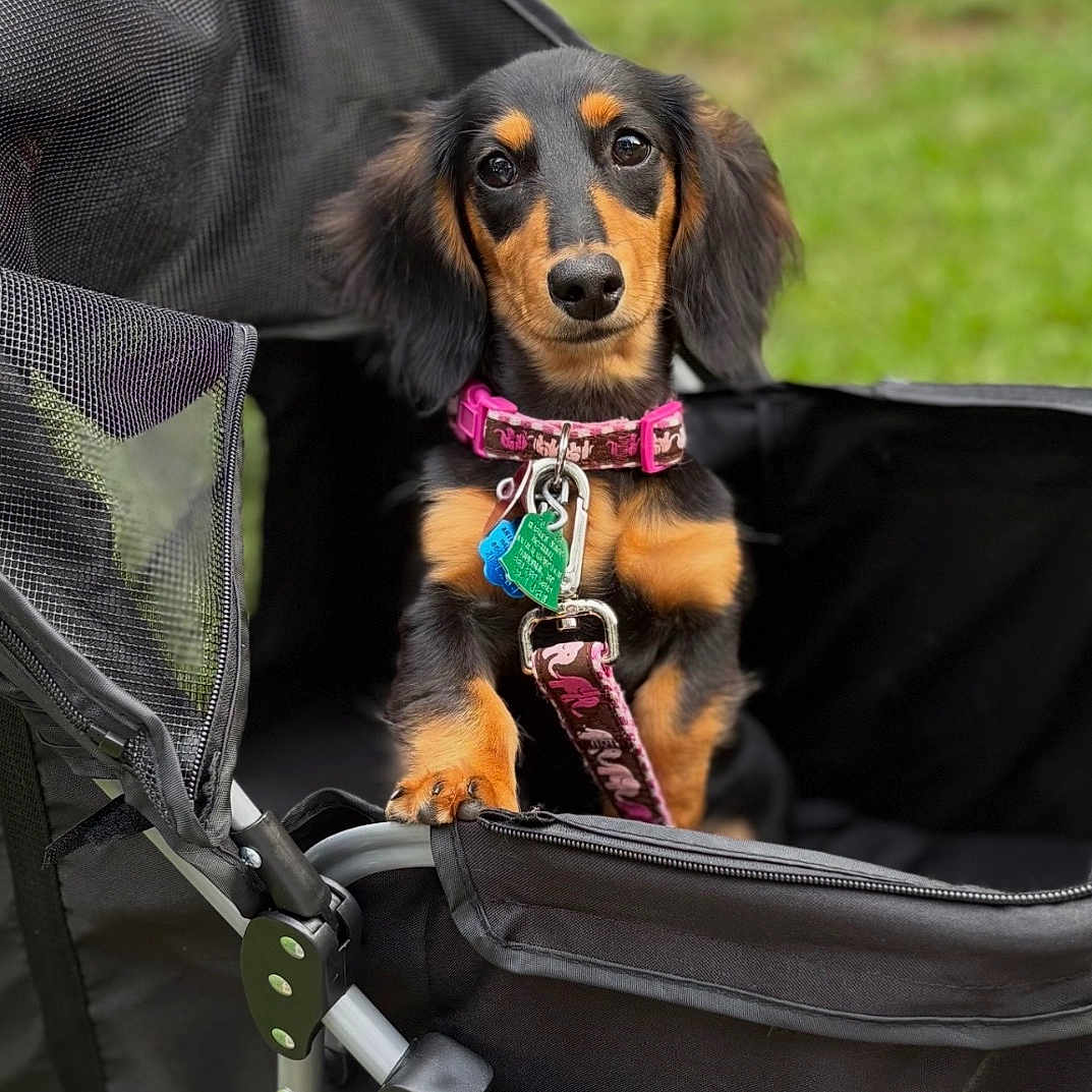 Macie