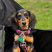 Macie joined the competition — help win amazing prizes! dog, puppy, dachshund, pet, collar, leash, black, tan, cute, outdoor, grass, mesh_carrier, animal, young_dog, closeup, portrait, fur, ears, eyes, adorable