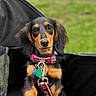 dog, puppy, dachshund, pet, collar, leash, black, tan, cute, outdoor, grass, mesh_carrier, animal, young_dog, closeup, portrait, fur, ears, eyes, adorable