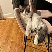 Noodle joined the competition — help win amazing prizes! animal, cat, chair, comfortable, cozy, curious, domestic, feline, fluffy, fur, home, indoor, looking, pet, pink_chair, relaxed, sitting, tail, whiskers, wooden_floor