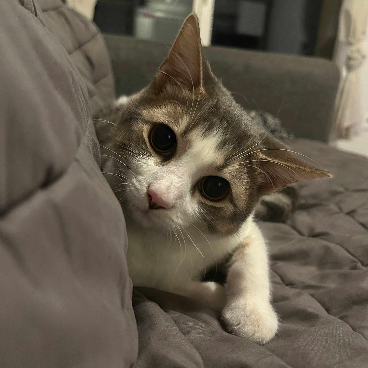 Lucky participe au concours pour gagner de l'argent avec cette photo : animal, blanket, cat, closeup, couch, cozy, curious, cute, domestic, eyes, fur, furniture, gray, home, indoor, paws, pet, relaxing, soft, whiskers