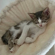 Lucky a rejoint le concours — aidez-le/la à gagner de superbes lots ! kitten, sleeping, cat, pet, furry, cozy, soft, bed, rest, cute, animal, domestic, feline, young, whiskers, relaxing, nap, fur, paws, adorable