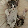 kitten, cat, animal, pet, cute, fluffy, feline, paw, fur, resting, sleepy, young, domestic_animal, whiskers, closeup, indoor, soft, comfort, blanket, relaxed