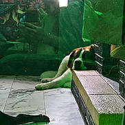 Thor joined the competition — help win amazing prizes! dog, sleeping, indoor, tile_floor, step, reflection, green_light, resting, marble_pattern, paw, wall, shadow, person_reflection, photography, quiet, relaxation, animal, pet, home, calm