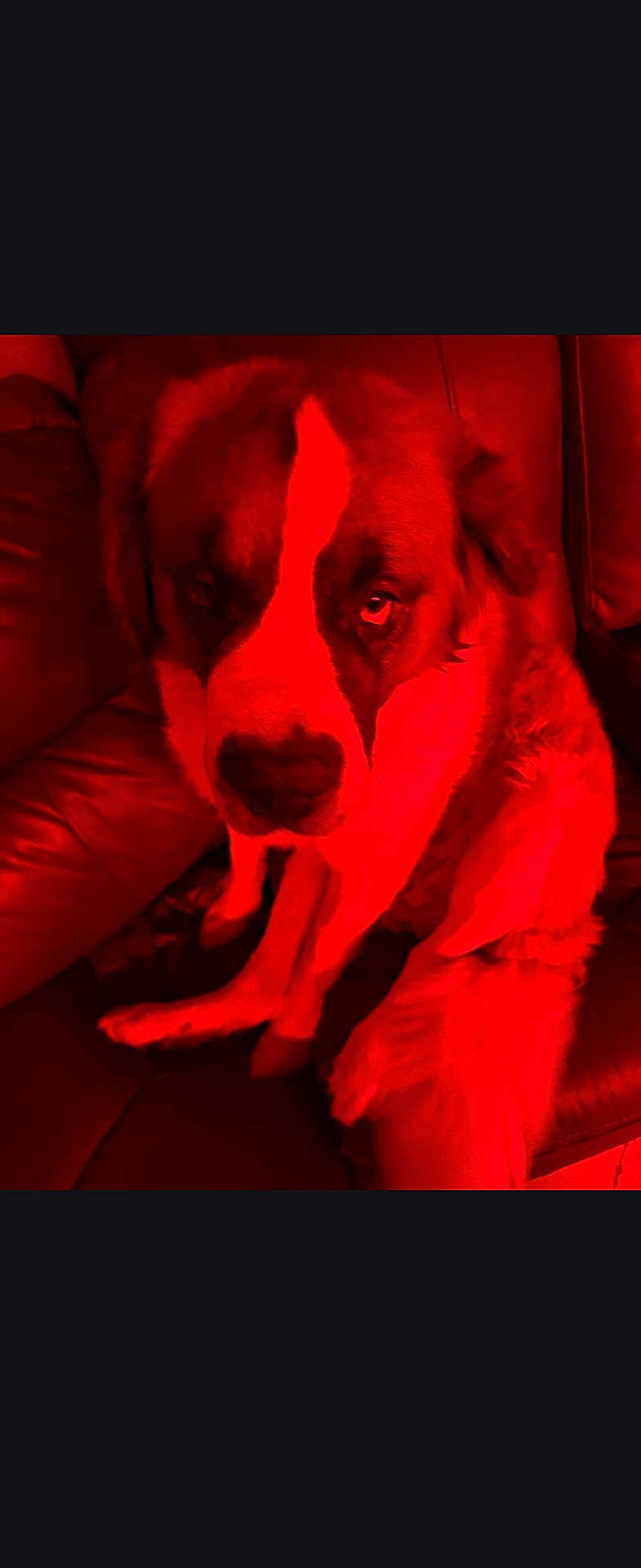 Thor joined the competition — help win amazing prizes! dog, pet, leather_couch, red_lighting, indoor, animal, canine, fur, sitting, portrait, companion, household, relaxing, furniture, domestic_animal, mammal, closeup, cute, cozy, red_tone